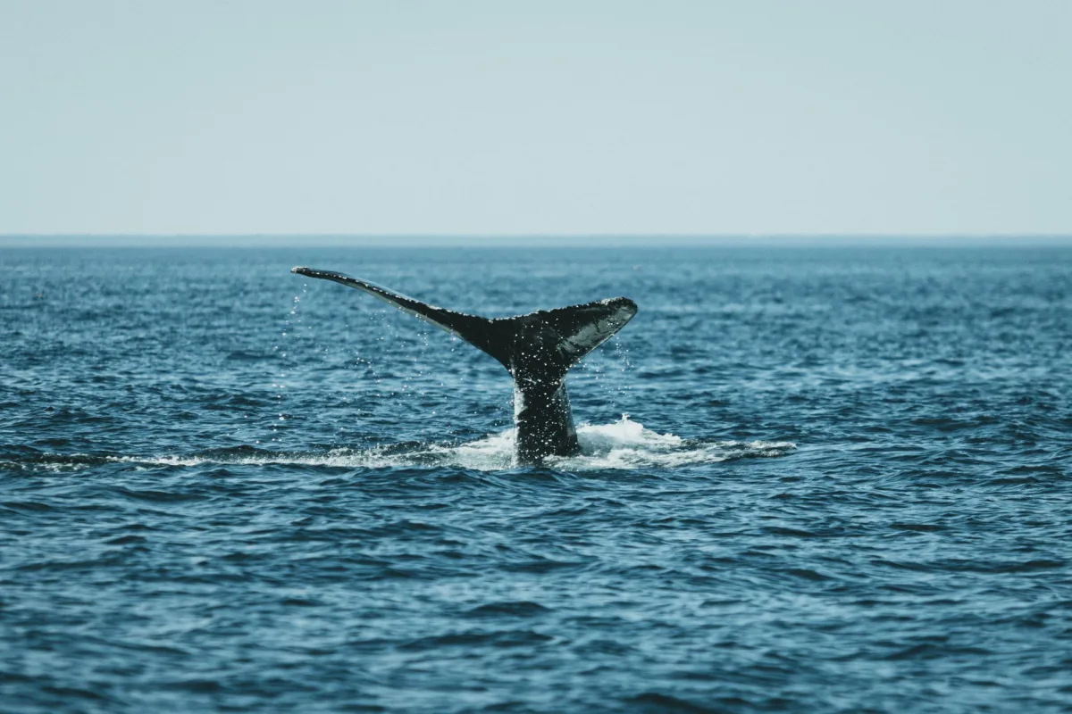 A breathtaking view of a whale's splashing in the ocean, showcasing marine life beauty.