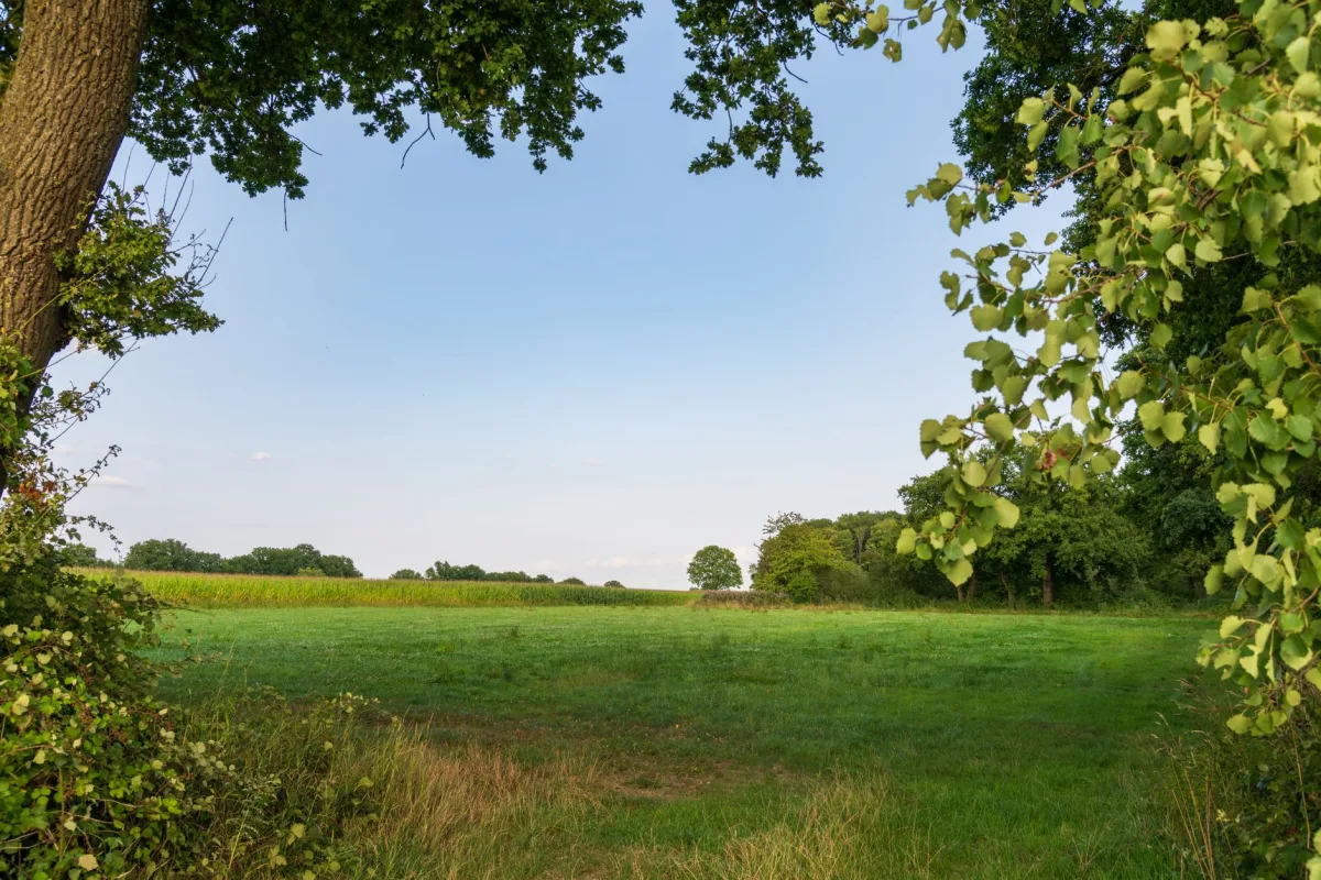 Peaceful green field surrounded by lush trees under a clear blue sky, perfect for nature themes. Peaceful green field surrounded by lush trees under a clear blue sky, perfect for nature themes.
